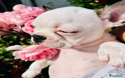 French Bulldog dogs for sale: Adorable Frenchie Puppies Seeking Forever Homes - Image 28