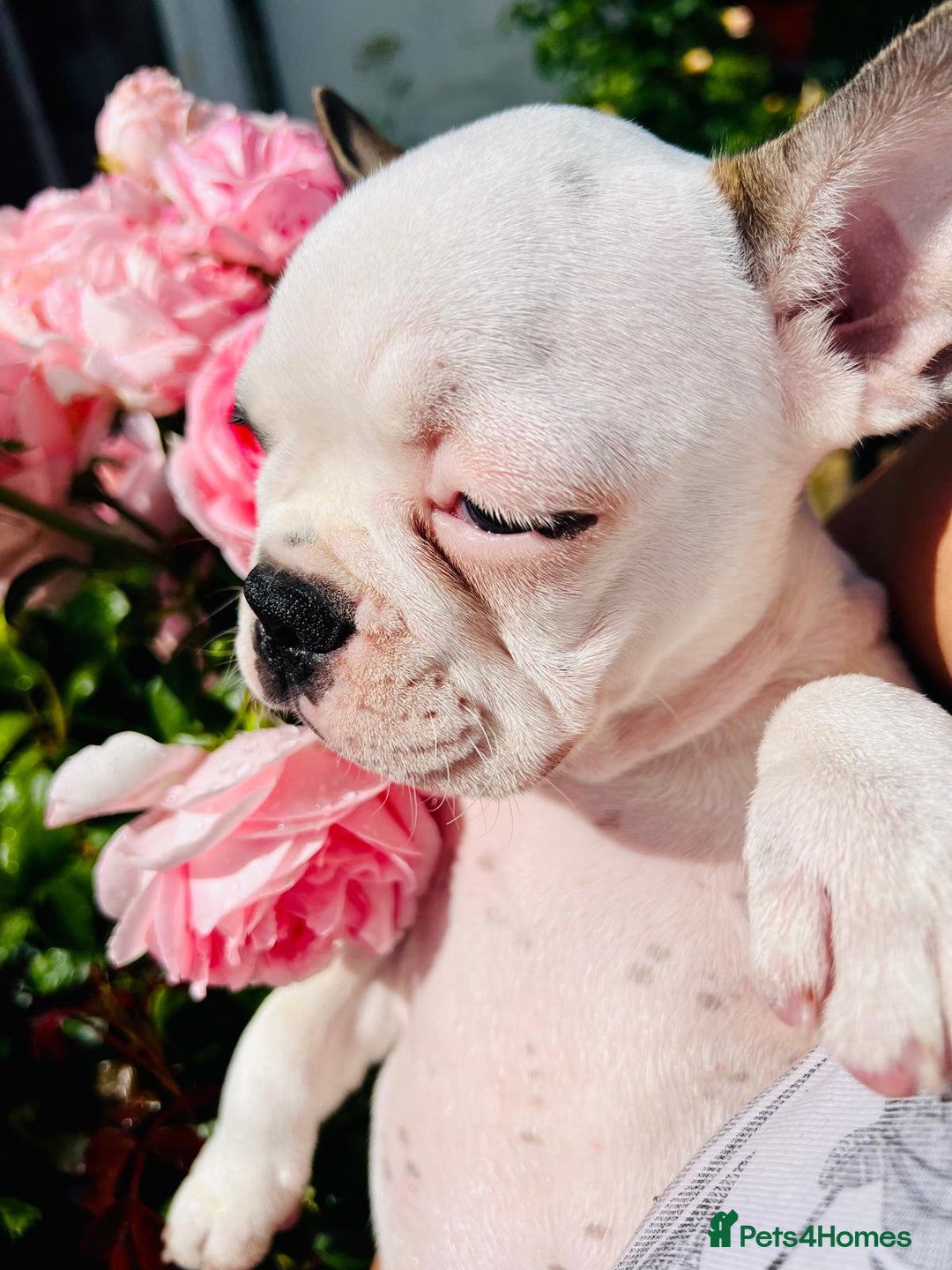 French Bulldog dogs for sale: Adorable Frenchie Puppies Seeking Forever Homes - Image 28
