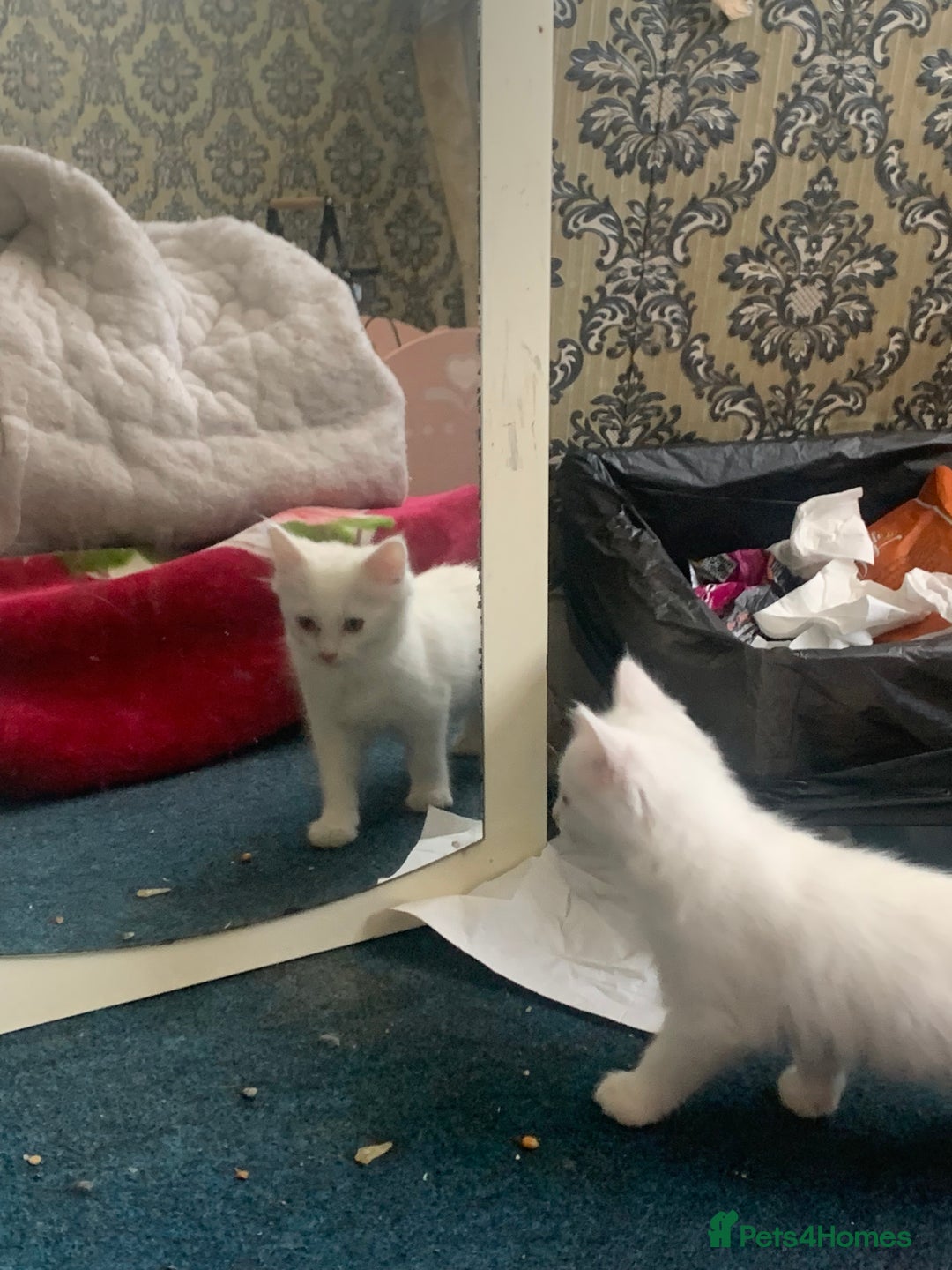 British Shorthair cats for sale: 3 Kitten ready to leave today  - Advert 6