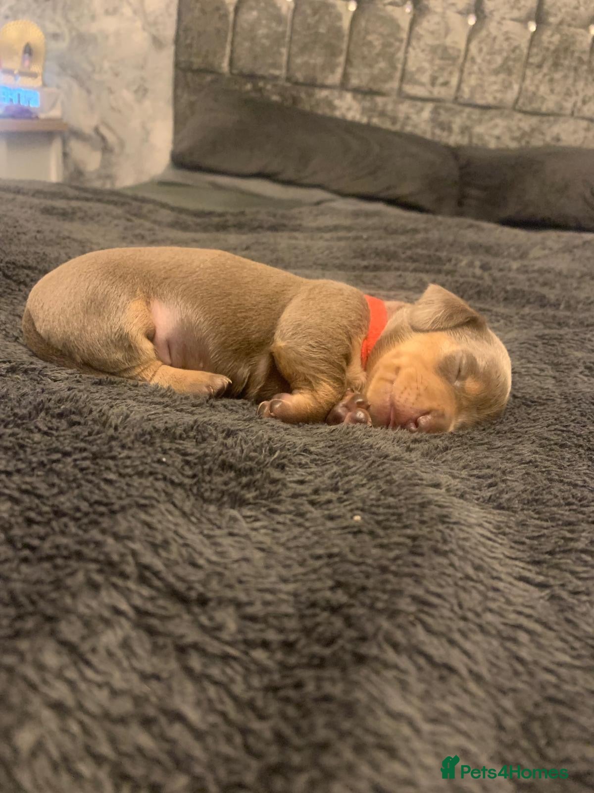Dachshund dogs Dachshund Puppies(Loverly Colours) - Advert 1