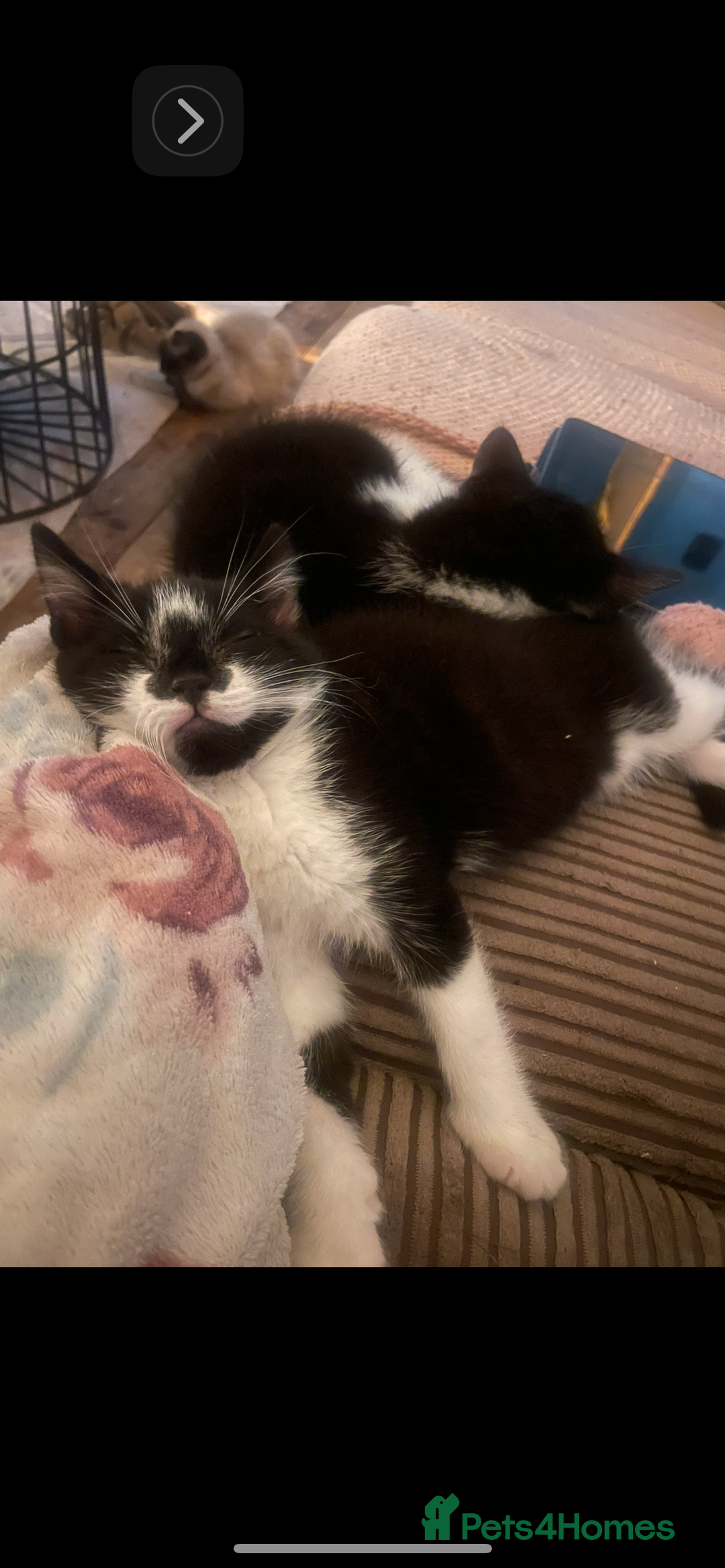 Mixed Breed cats for sale: Kitten for sale  - Advert 3