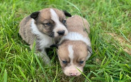 Border Collie dogs for sale: Stunning Welsh Sheepdog Pups Available  - Image 7