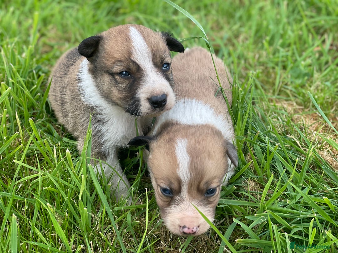 Border Collie dogs for sale: Stunning Welsh Sheepdog Pups Available  - Image 7