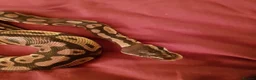Python Snake reptiles for sale: 7 year old python + enclosure - Advert 2