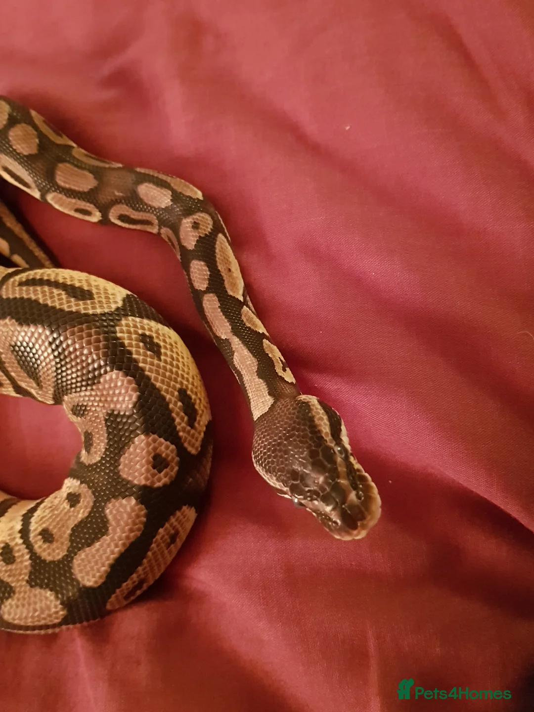 Python Snake reptiles for sale: 7 year old python + enclosure - Advert 2