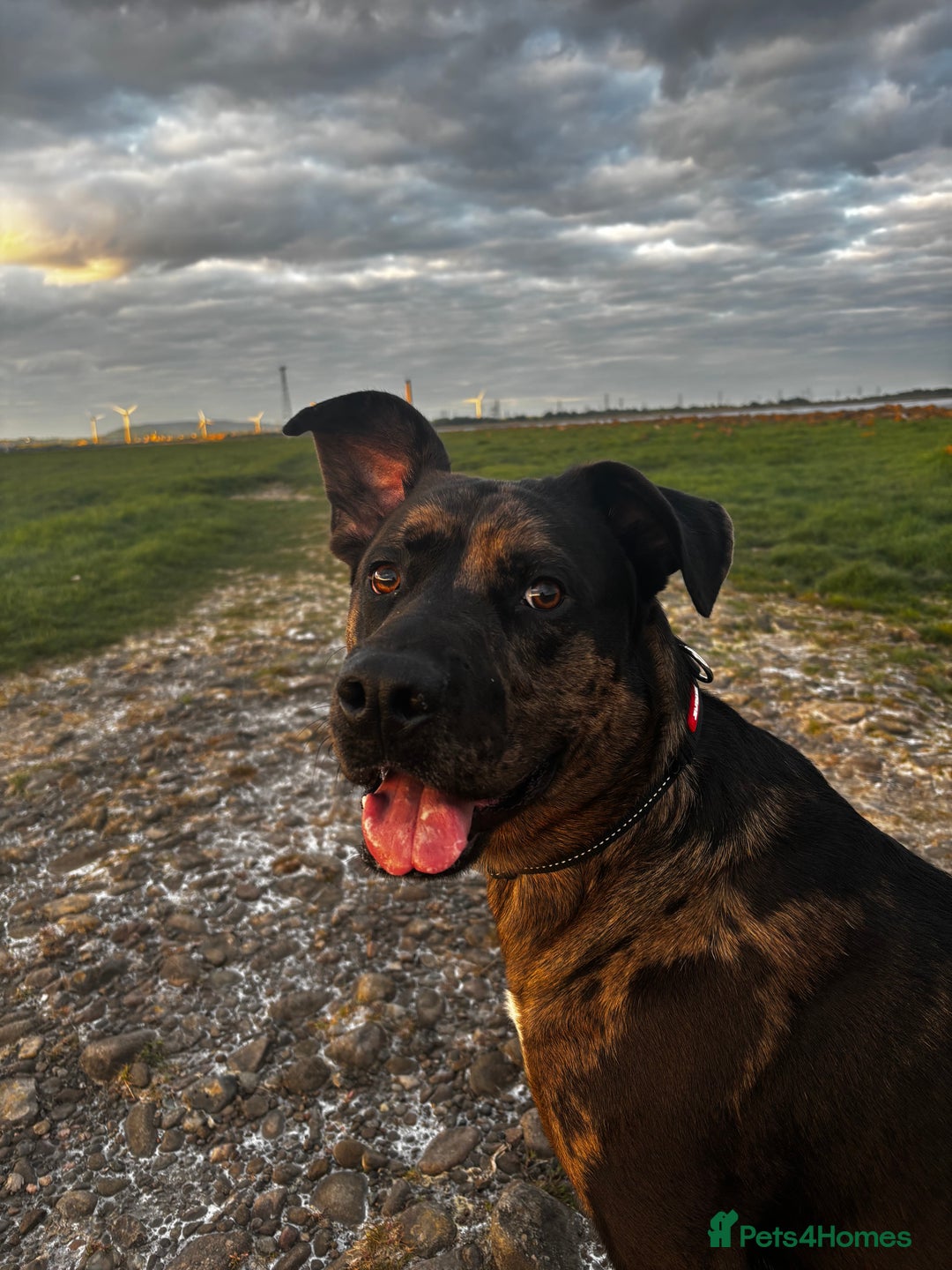 Mixed Breed dogs for sale: Groot - German Shephard Mix - Advert 4