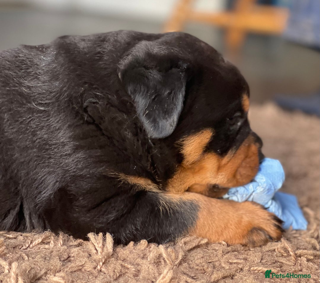 Rottweiler dogs for stud: Health Tested Rottweiler For Stud in Wisbech - Advert 5