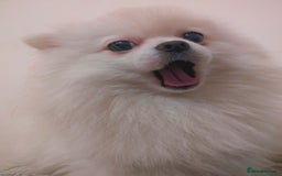 Pomeranian dogs for sale: ☁️RARE SOLID WHITE POMERANIANS ☁️ - Image 14
