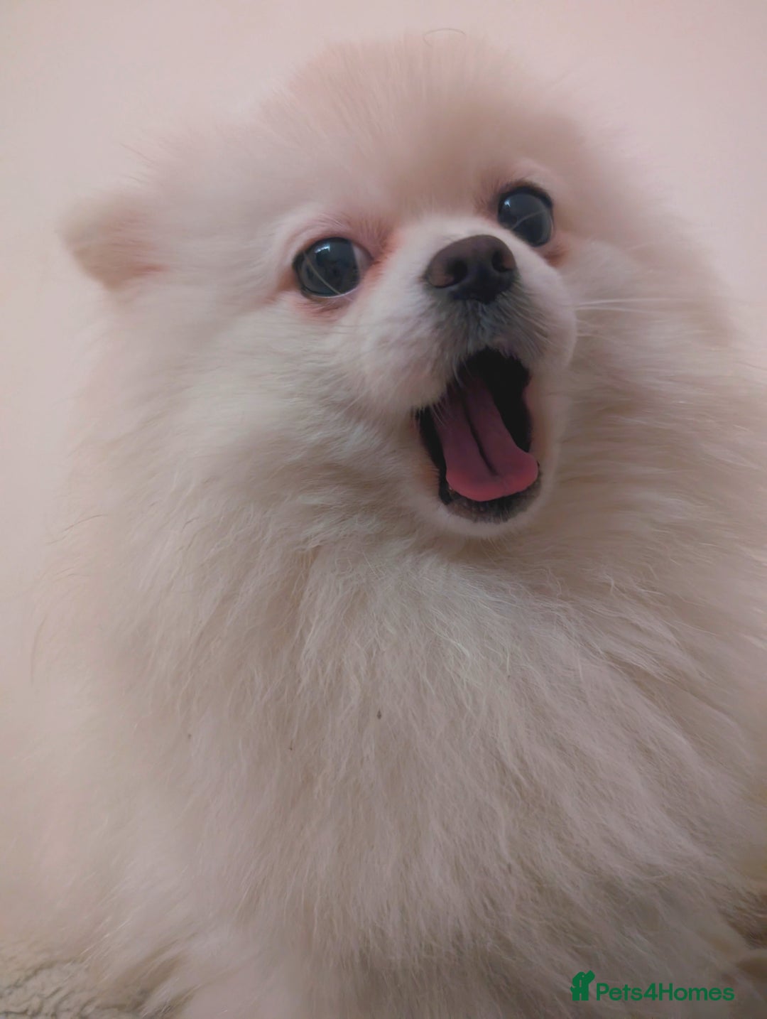 Pomeranian dogs for sale: ☁️RARE SOLID WHITE POMERANIANS ☁️ - Image 14