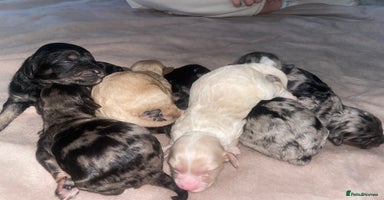 Cavapoo dogs - Advert 4