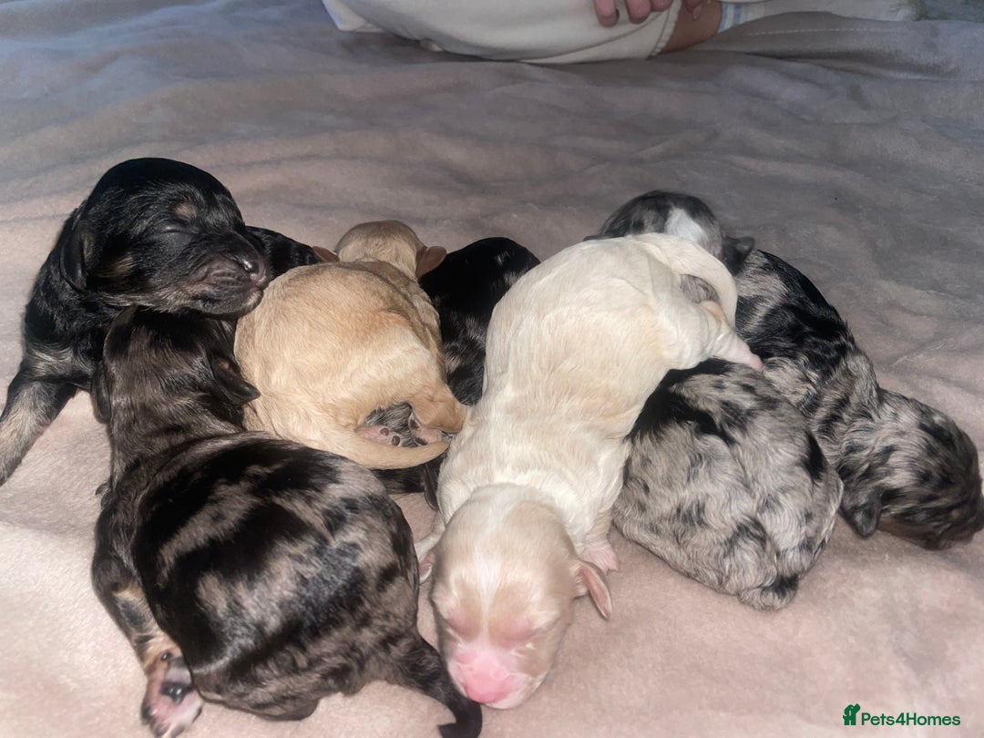 Cavapoo dogs for sale: Unique toy cavapoos 🐾   - Image 1