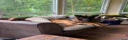 German Shepherd dogs for sale: Enzo  - Advert 6