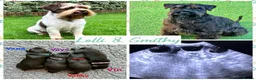 Miniature Schnauzer dogs for sale: BVA/MAC TESTED CLEAR - KC REG 2 BLACK GIRLS - Advert 9
