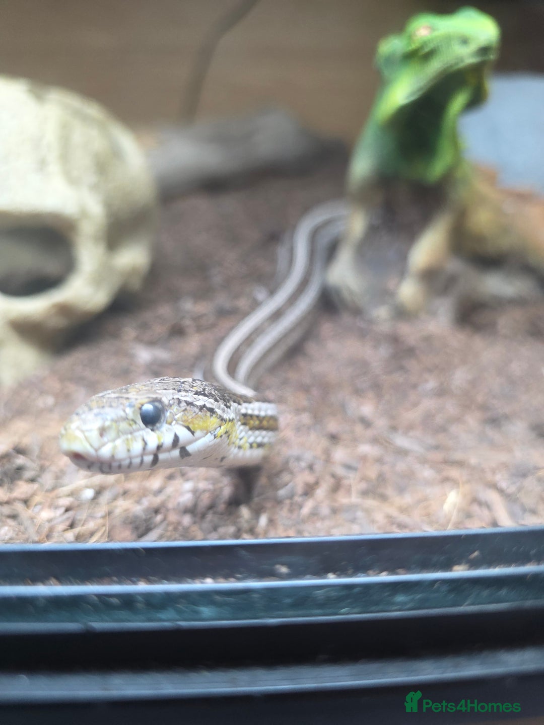 Corn Snake reptiles for sale: Tessera Corn Snake Looking for home  - Advert 8