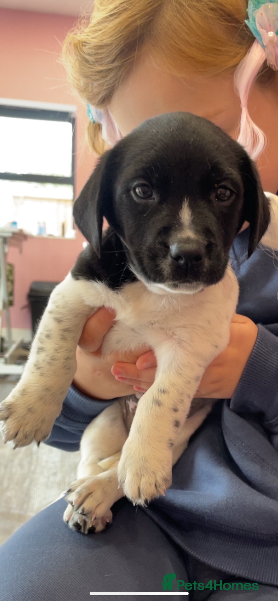 Springador dogs for sale: Ready now male Springador  - Image 1