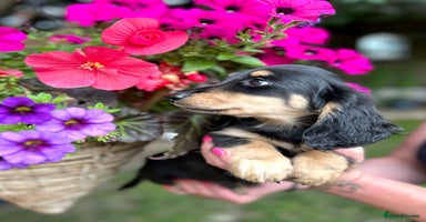 Miniature Dachshund dogs - Advert 15