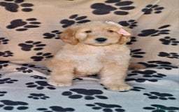 Goldendoodle dogs for sale: Gorgeous standard goldendoodle pups. - Image 20
