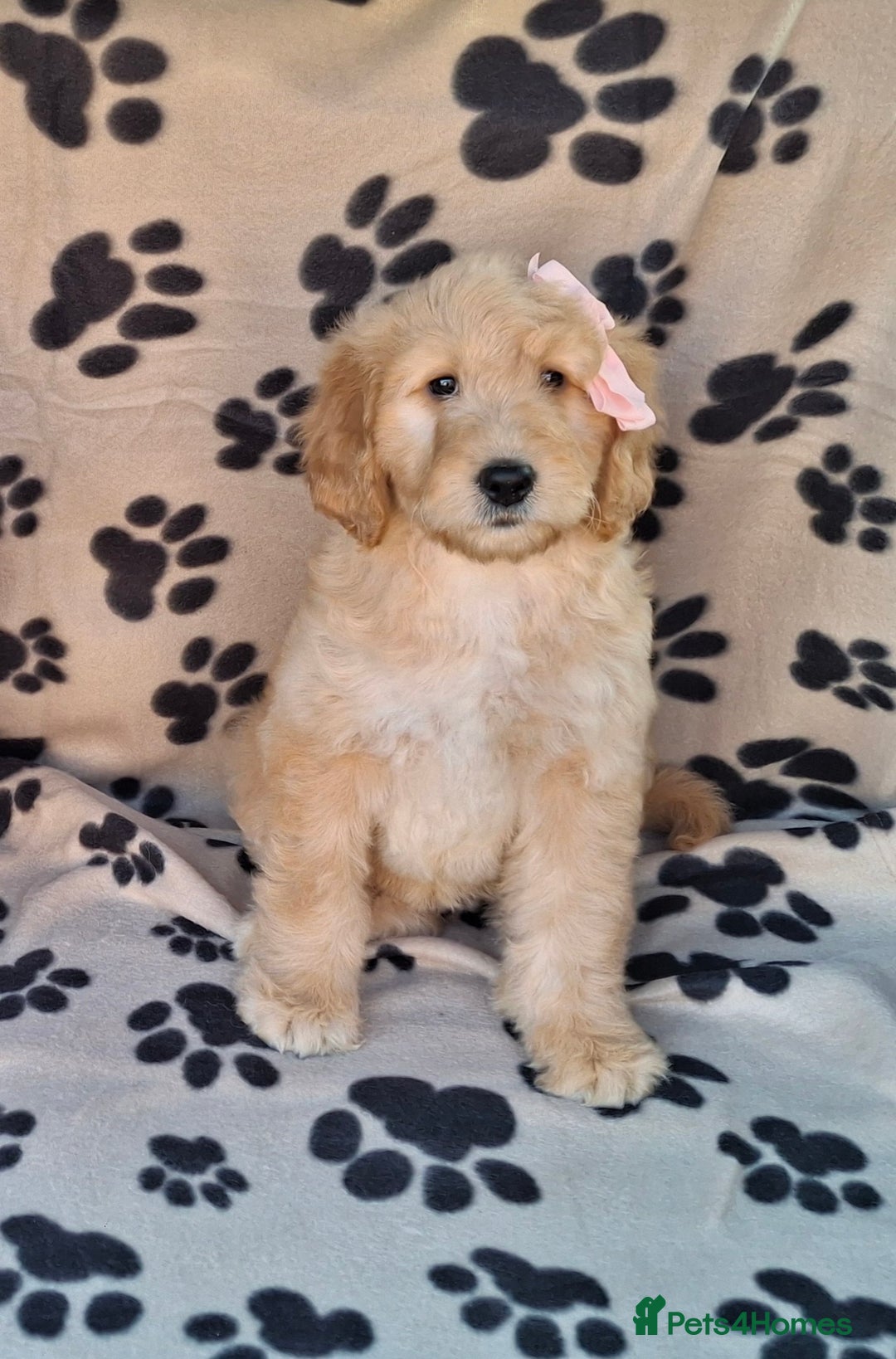 Goldendoodle dogs for sale: Gorgeous standard goldendoodle pups. - Image 20