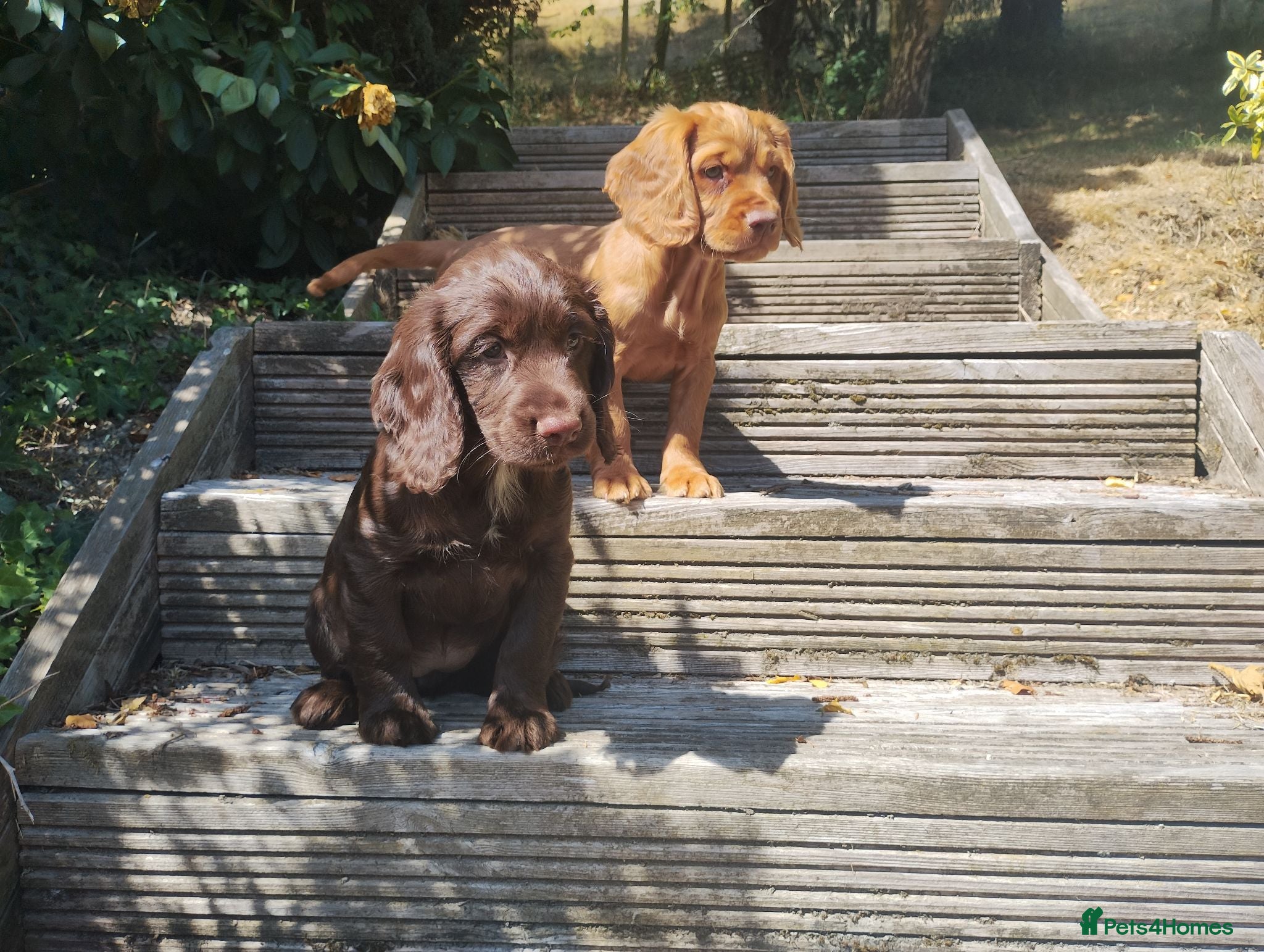 Cocker Spaniel dogs Cocker Spaniel Puppies  - Advert 13