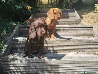 Cocker Spaniel dogs Cocker Spaniel Puppies - Advert 4