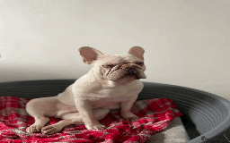 French Bulldog dogs for sale: White male French bulldog - Image 3