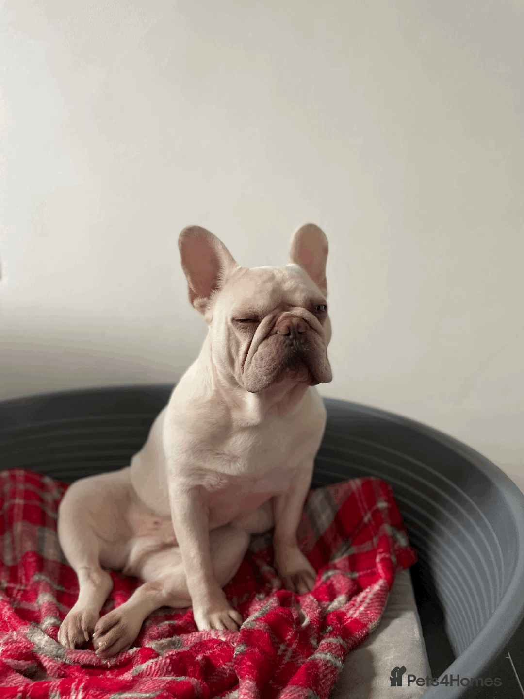 French Bulldog dogs for sale: White male French bulldog - Image 3