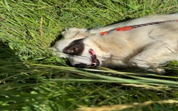 Mixed Breed dogs for adoption: Meet HANNAHH - a Lovely Girl for a Loving Home - Advert 4