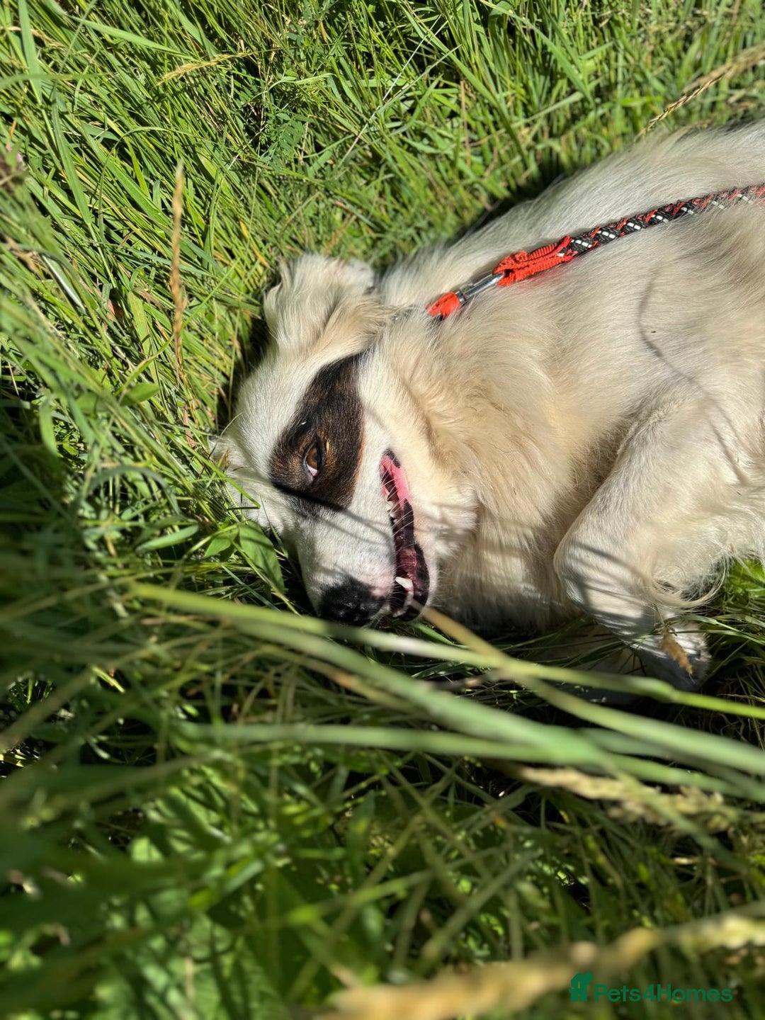 Mixed Breed dogs for adoption: Meet HANNAHH - a Lovely Girl for a Loving Home - Advert 4