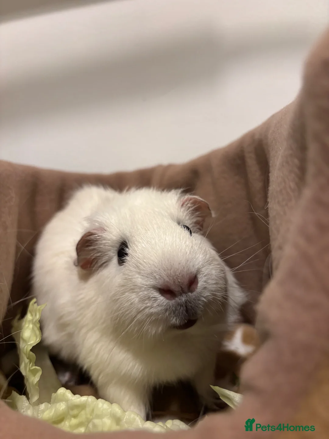 Guinea Pig rodents for sale: Male young guinea pig for free  - Advert 4