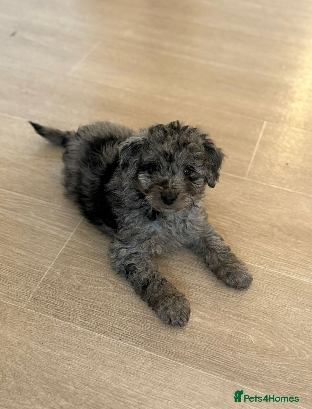 Labradoodle dogs for sale: READY NOW🧸Micro Miniature Teddybear Labradoodles  - Advert 5