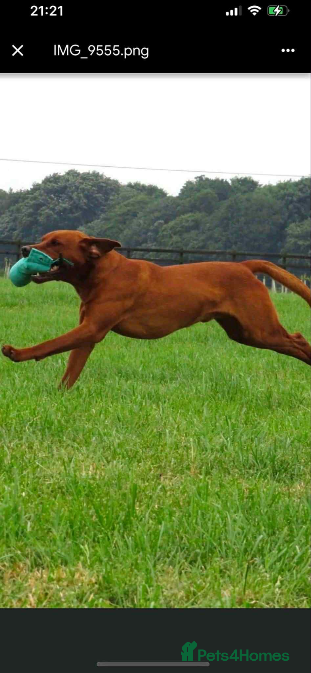 Labrador Retriever dogs for sale: Very dark Fox Red Labrador puppies - Image 7