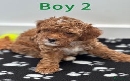 Toy Poodle dogs for sale: Adorable Playful Toy Poodles - 3 Boys Left - Image 6