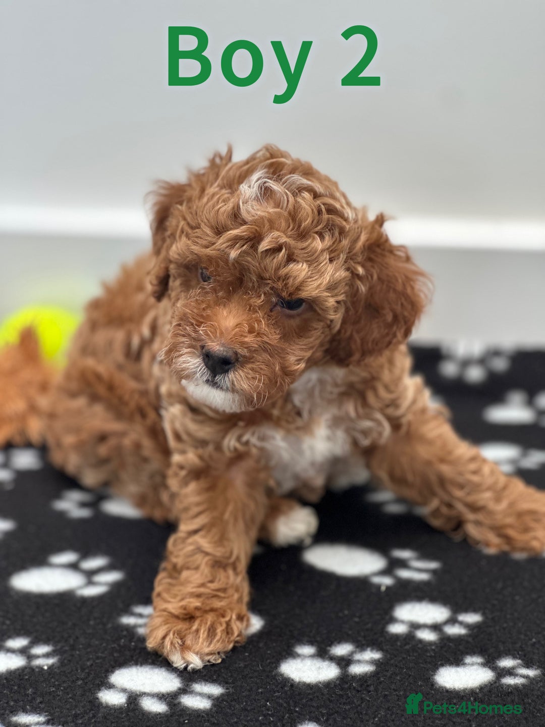 Toy Poodle dogs for sale: Adorable Playful Toy Poodles - 3 Boys Left - Image 6