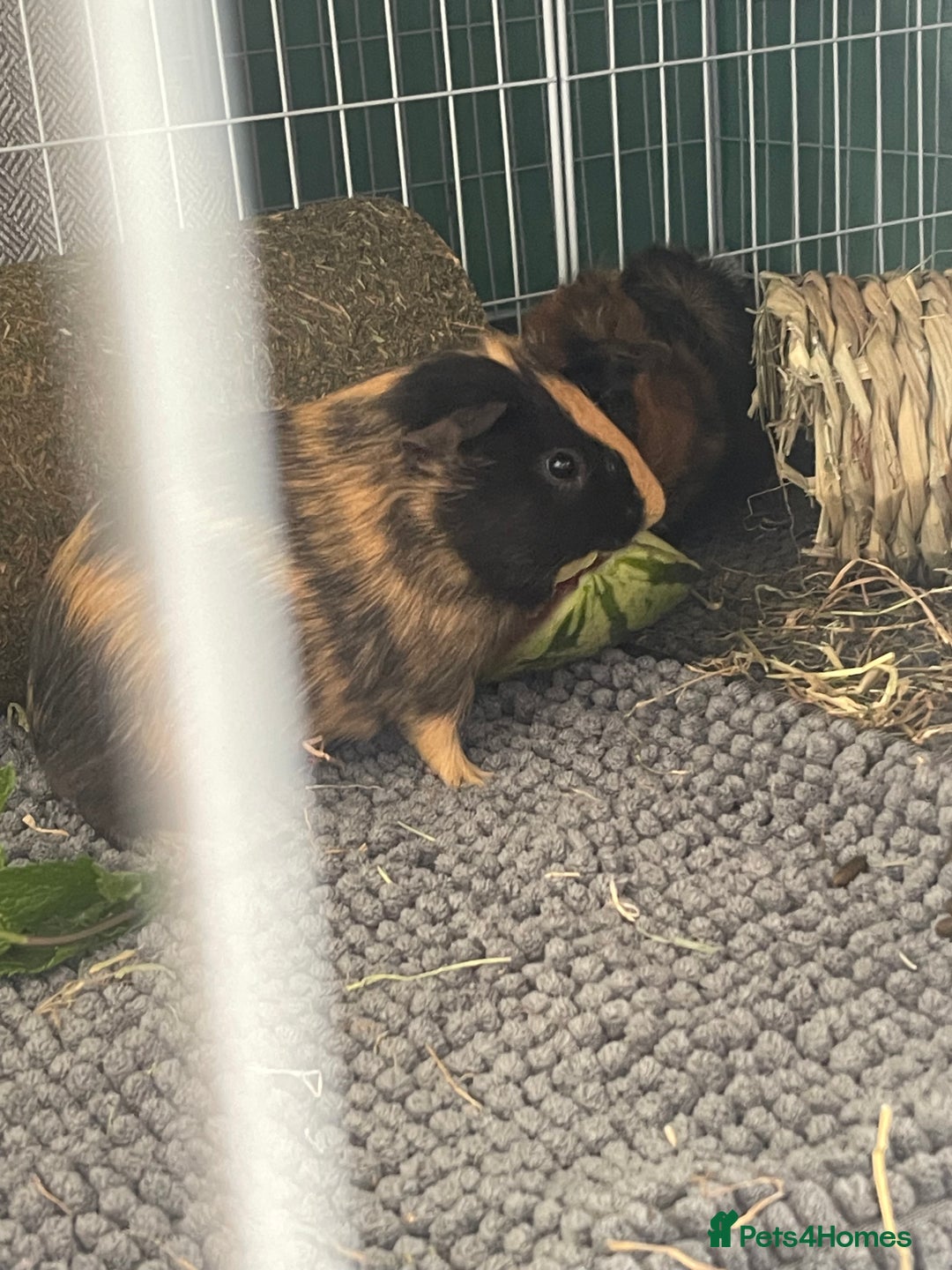 Guinea Pig rodents for sale: Black and ginger Bonded sows  - Image 6
