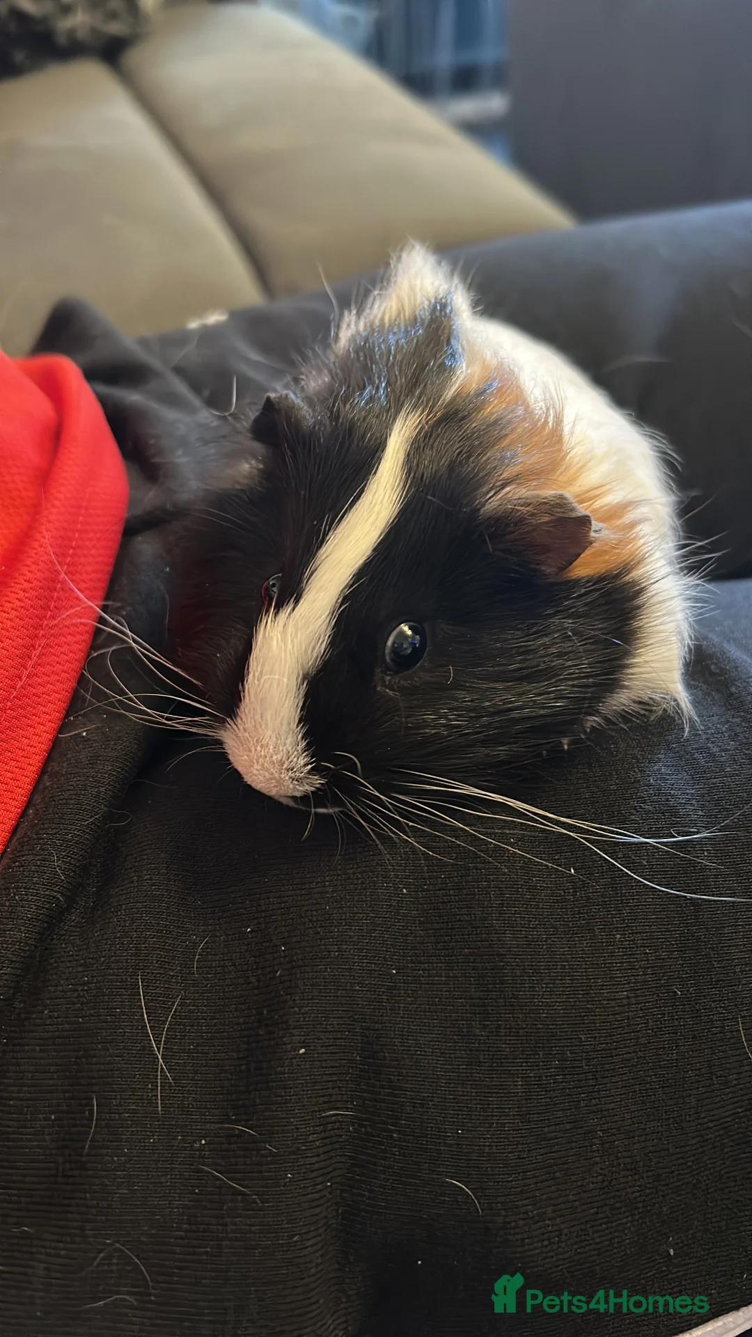 Guinea Pig rodents for sale: Two male guinea pigs - Advert 4