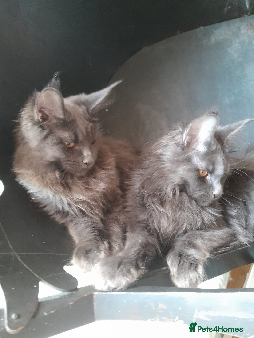 Maine Coon cats for sale: 2 solid blue MaineCoon girls TICA - Advert 5