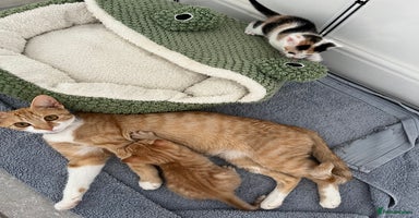 Mixed Breed cats - Advert 3