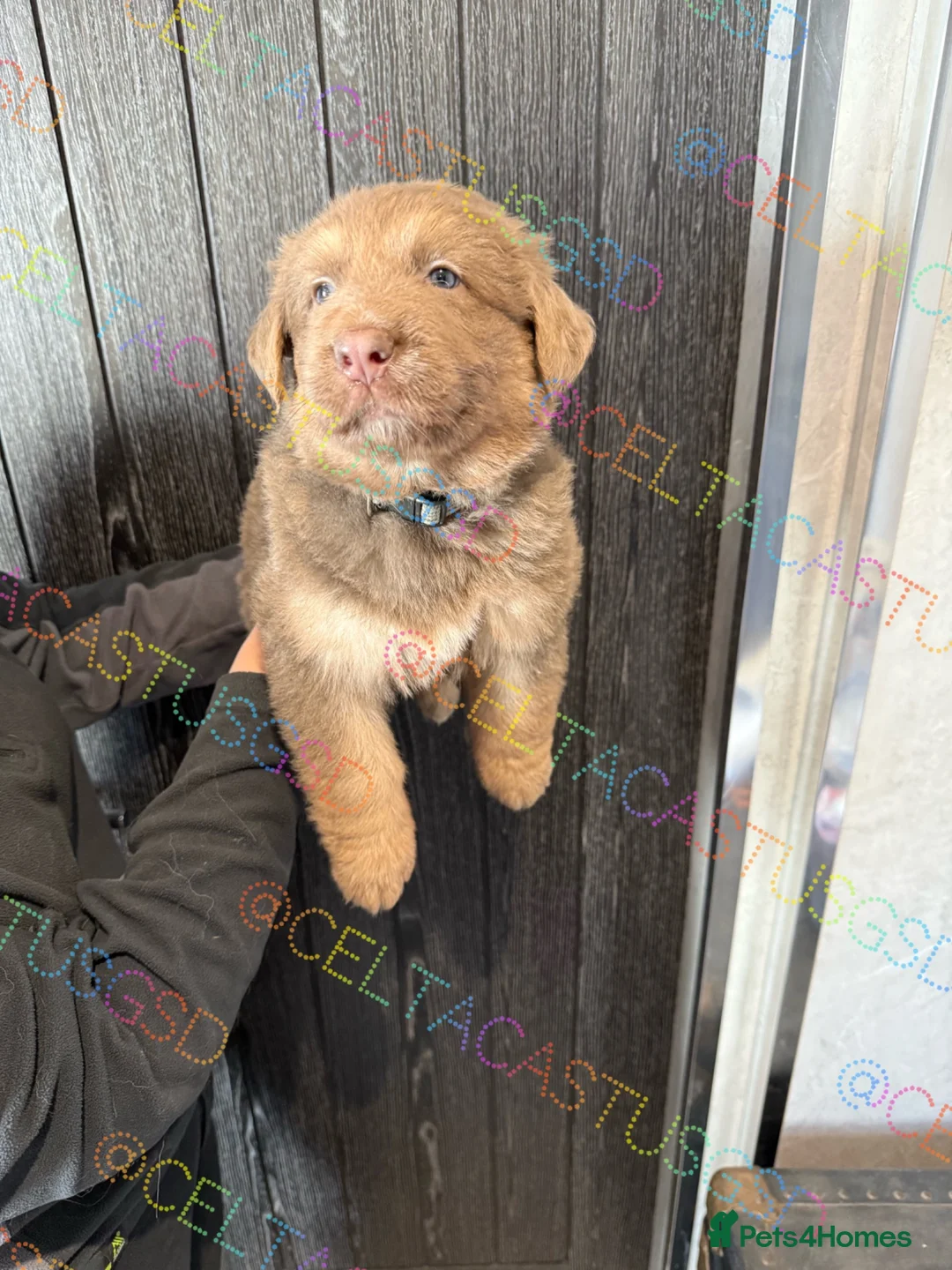 German Shepherd dogs for sale: Only one boy available Isabella German shepherd  - Advert 1