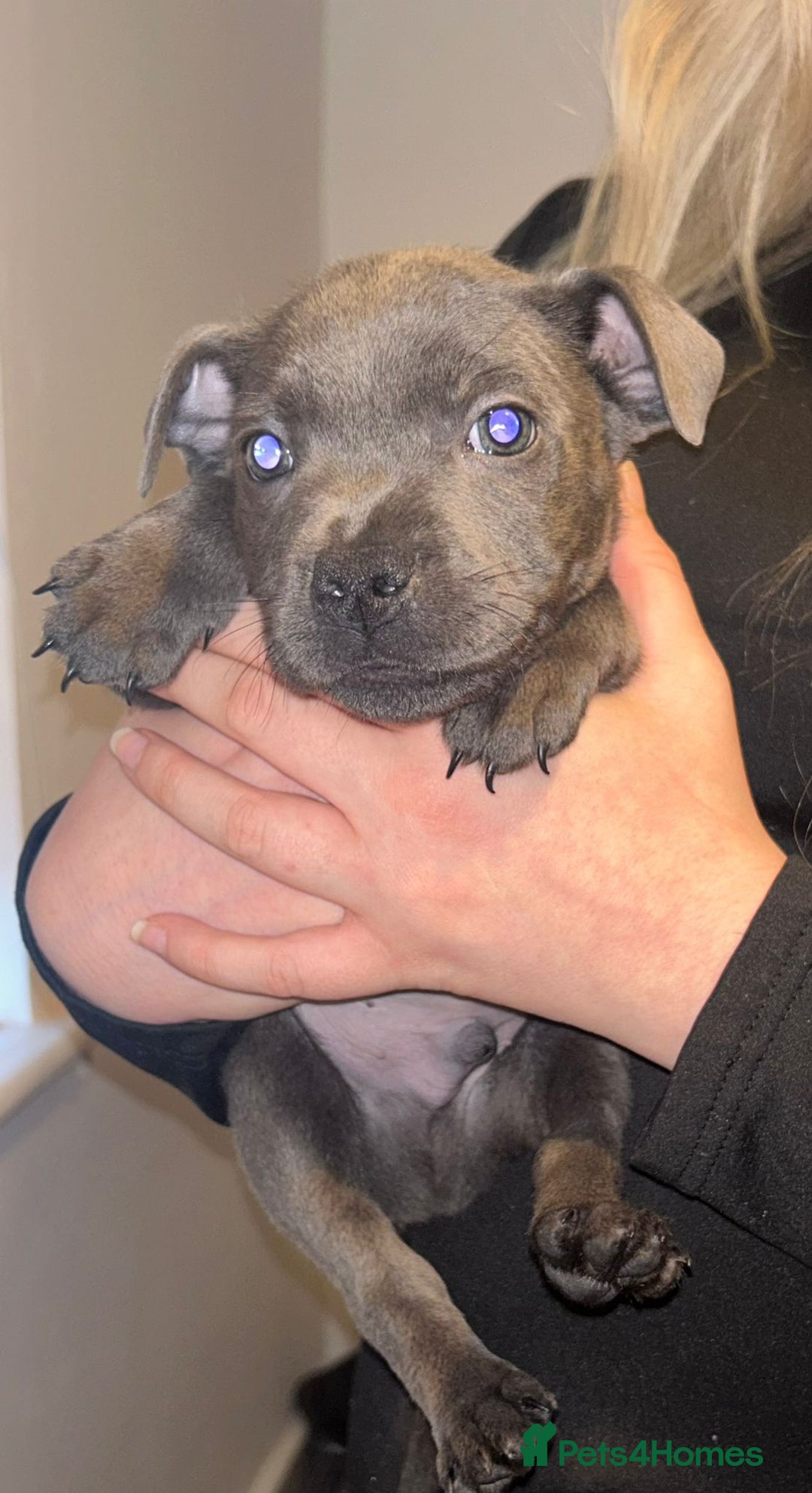 Staffordshire Bull Terrier dogs for sale: Beautiful black and blue kc pups - Image 9