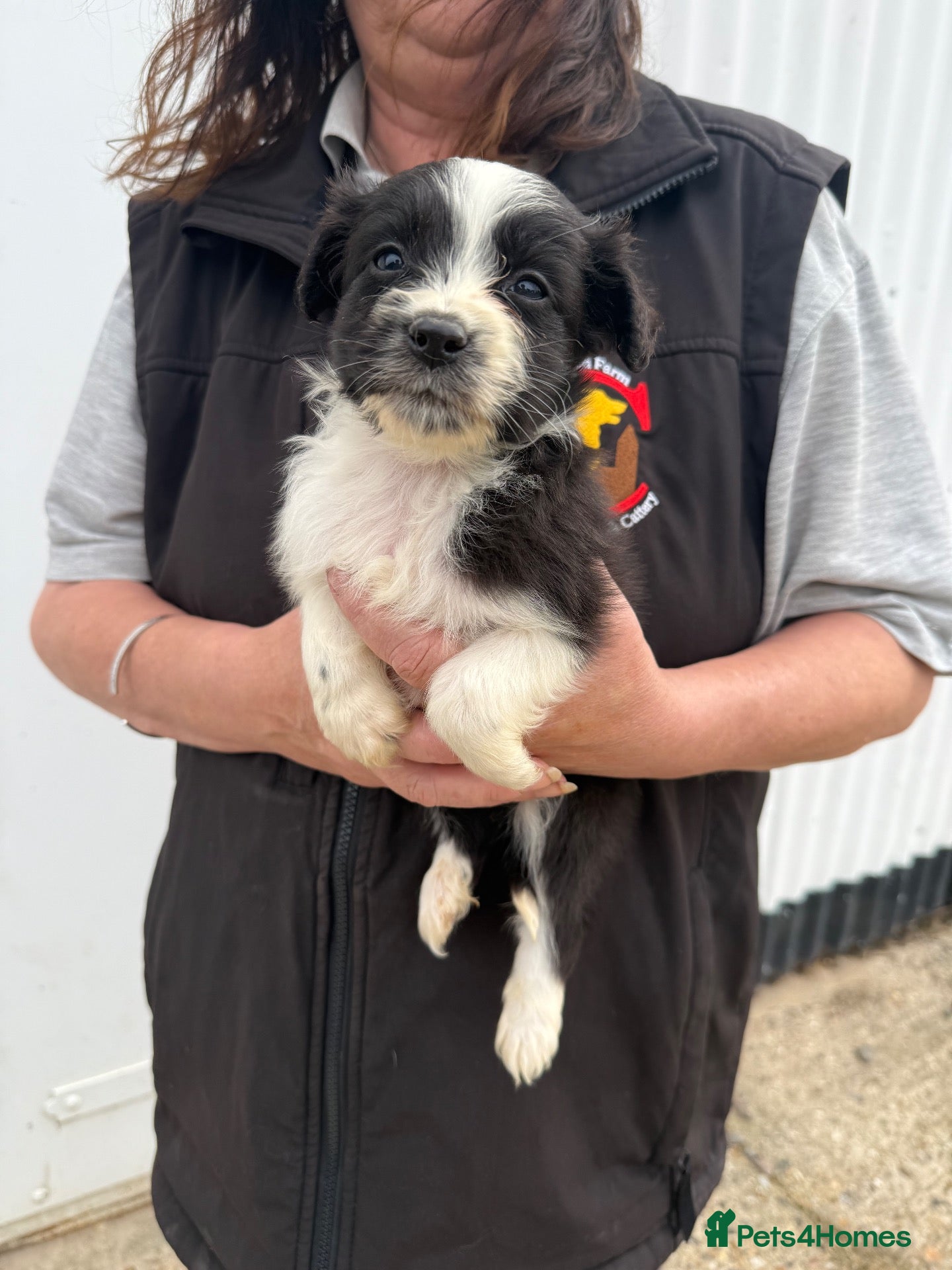 Mixed Breed dogs Aussie x Cocker “Auckers” Puppies - Advert 2