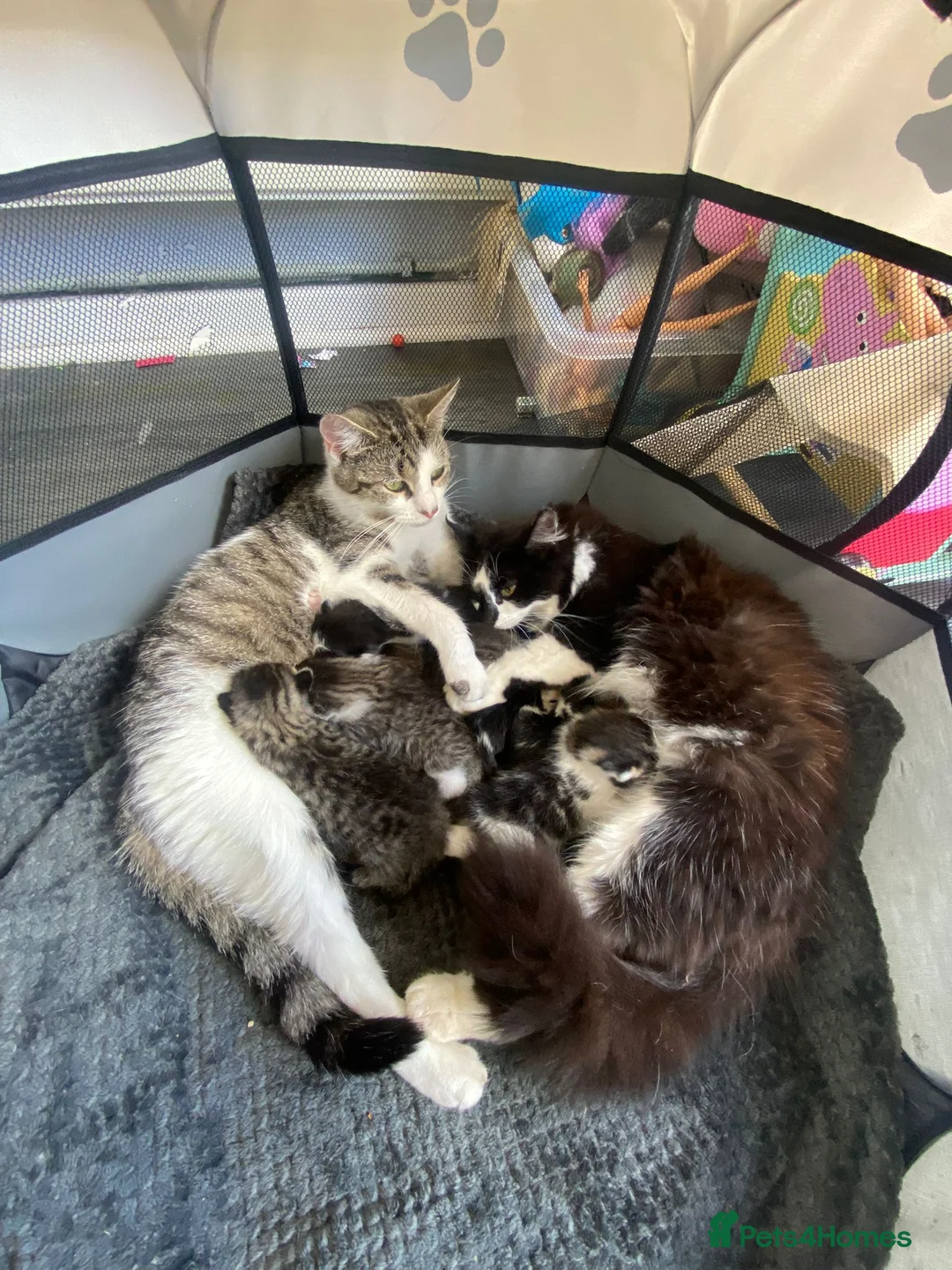 Mixed Breed cats for sale: Gorgeous little of kittens ready to go - Advert 6