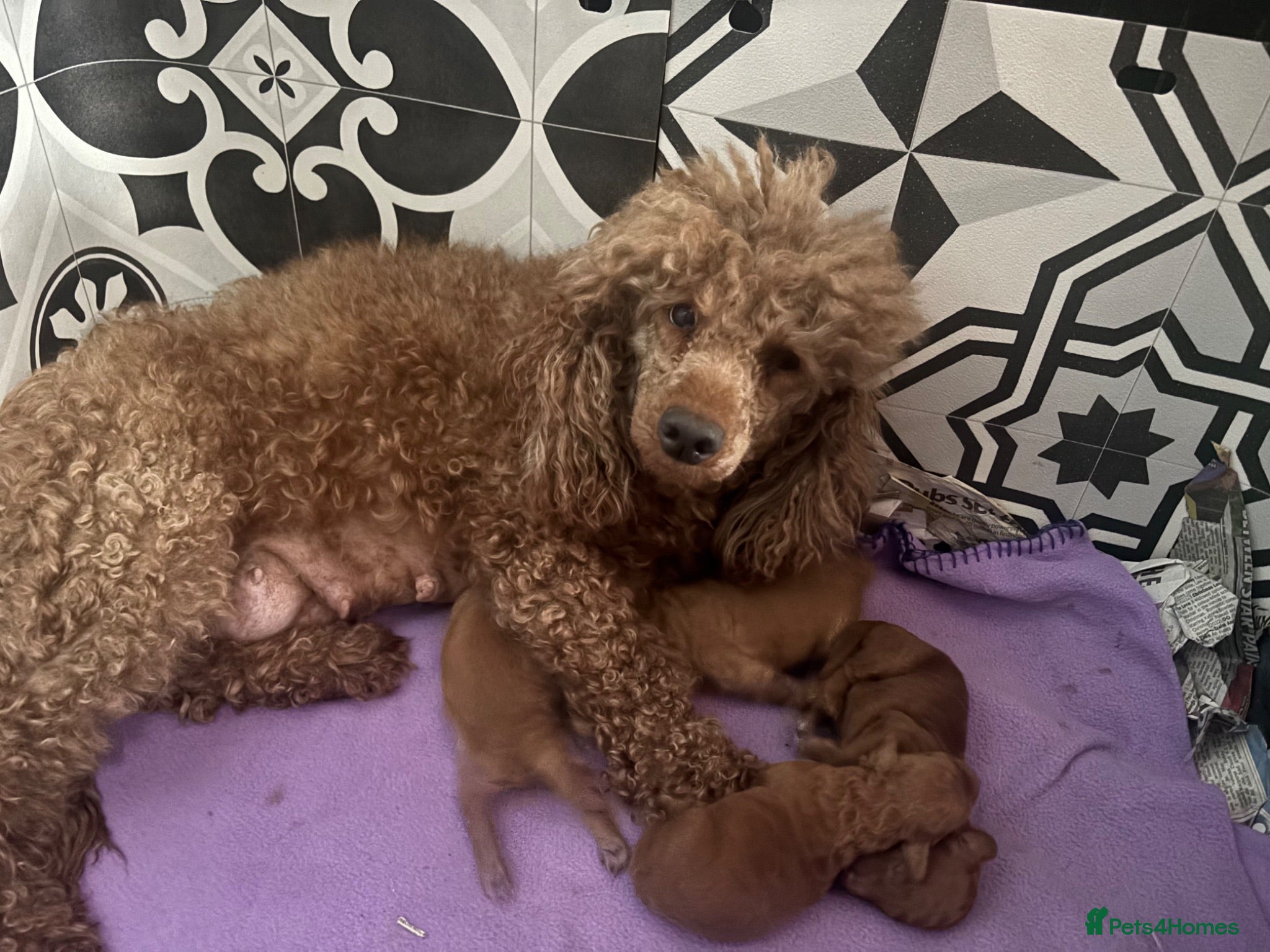 Miniature Poodle dogs Miniature poodle boys, ready to leave  - Advert 6