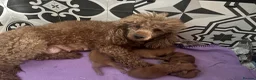 Miniature Poodle dogs for sale: Miniature poodle boys, ready to leave  - Advert 1