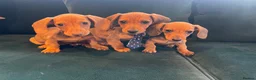 Dachshund dogs for sale: Dachshund puppies  in Llanelli - Advert 3