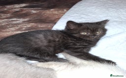 British Shorthair cats for sale: 5 British Shorthair Kittens For Sale - Image 9