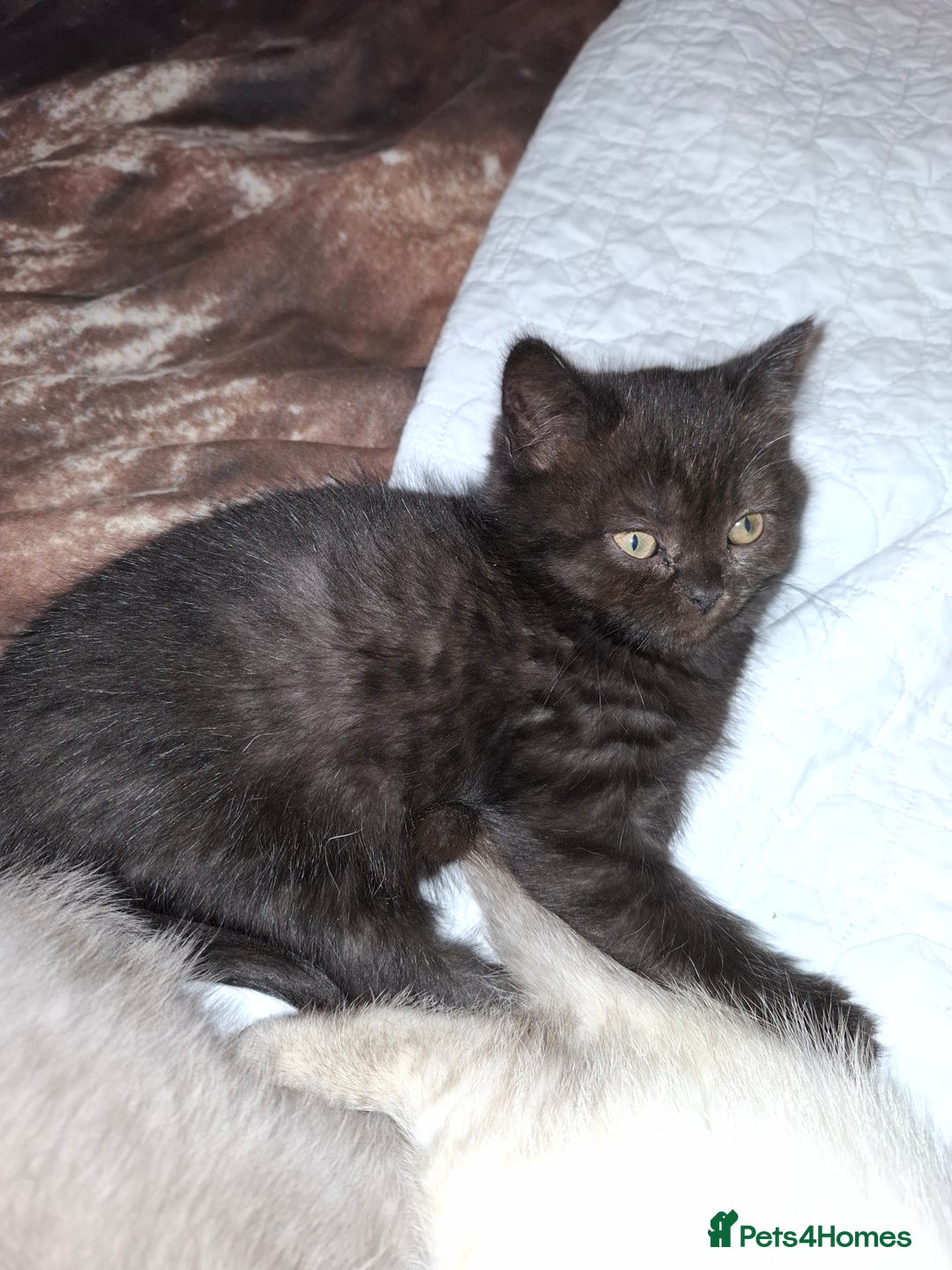 British Shorthair cats for sale: 5 British Shorthair Kittens For Sale - Image 9