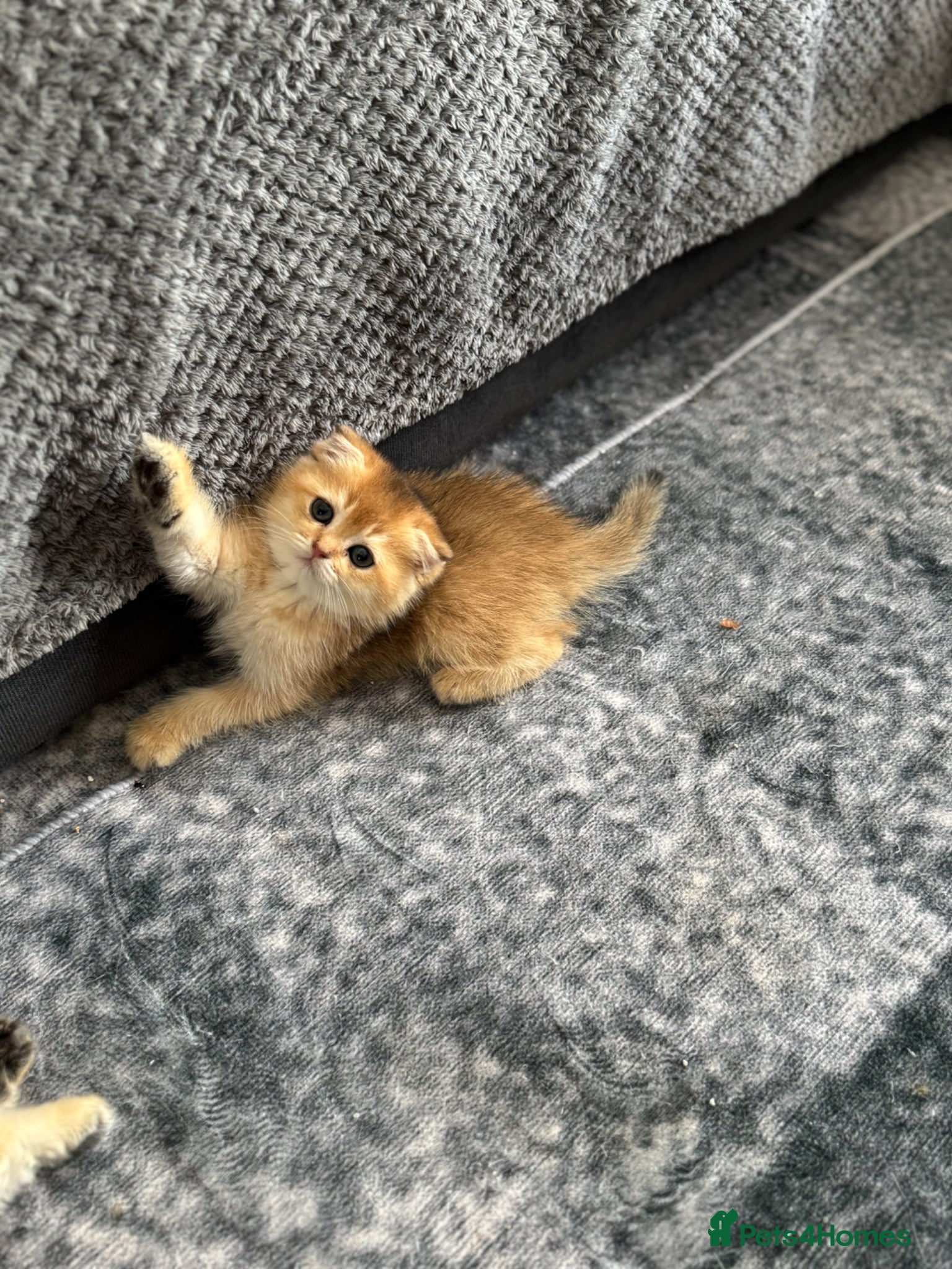 Scottish Fold cats for sale: Scottish pedigree golden kittens - Advert 3