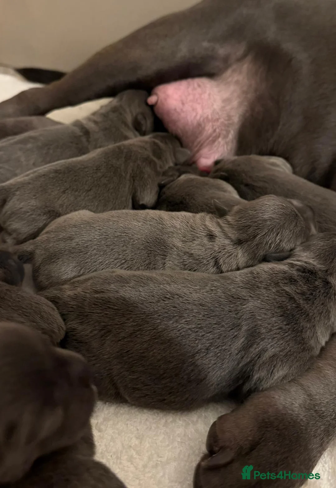 Staffordshire Bull Terrier dogs for sale: SUPERIOR BLUE STAFFORDSHIRE BULL TERRIER PUPS  - Advert 14