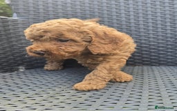 Toy Poodle dogs for sale: Fox Red poodle puppies  - Image 12