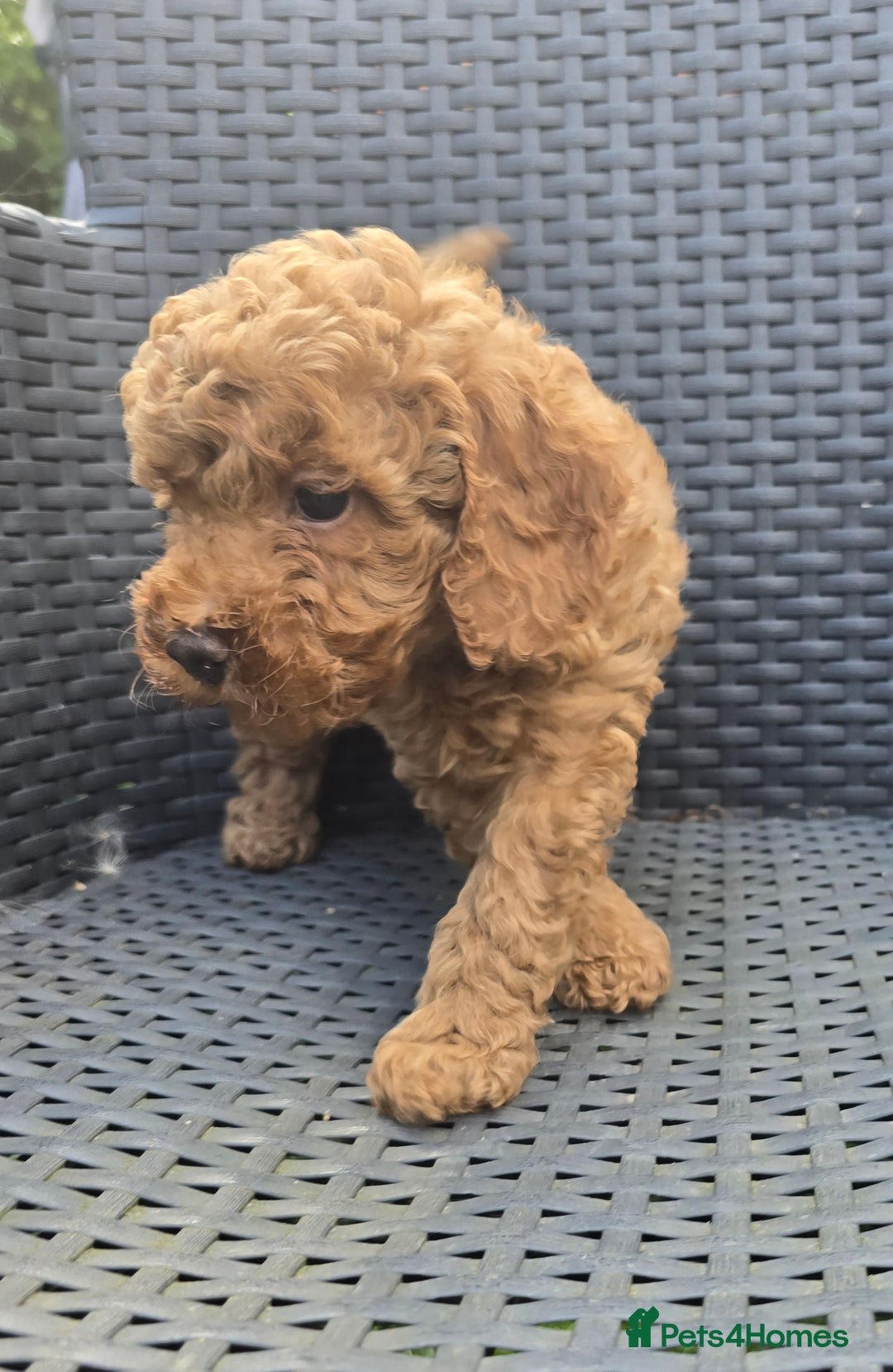 Toy Poodle dogs for sale: Fox Red poodle puppies  - Image 12